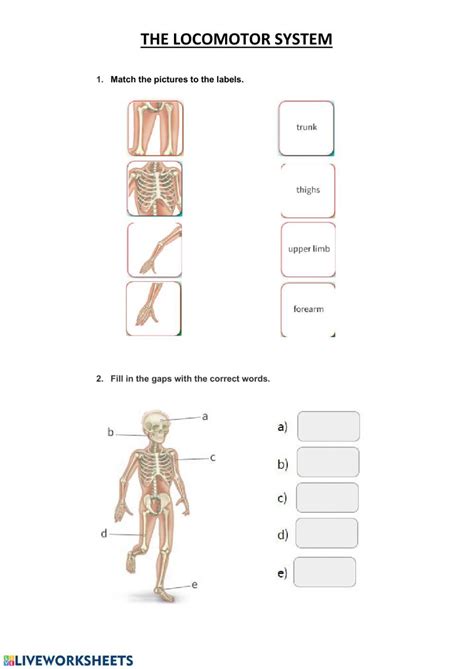 The Locomotor System Exercise Live Worksheets