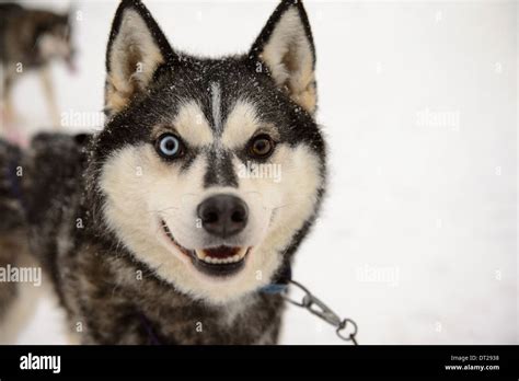 Smiling husky hi-res stock photography and images - Alamy