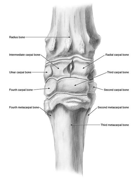 15 Best Equine Anatomy Images On Pinterest Horse Anatomy Horses And