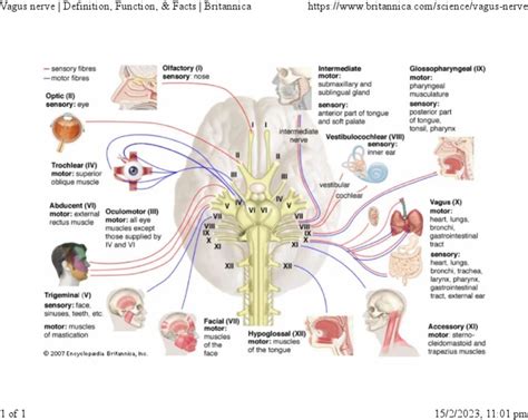 Vagus Nerve - Definition, Function, & Facts - Britannica | PDF