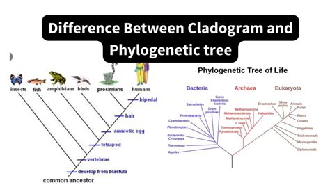 Difference Between Cladogram and Phylogenetic tree - Biology Notes Online