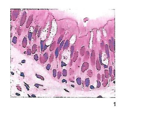 Tissues Epithelial And Connective Tissue Identification Flashcards