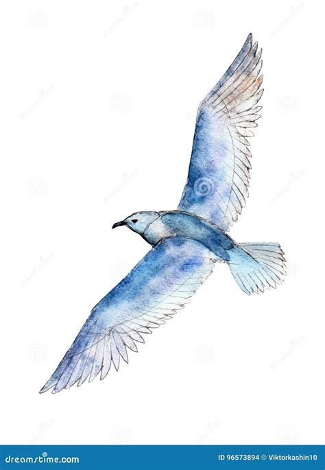 Illustration D Aquarelle Mouette D Isolement Sur Le Fond Blanc