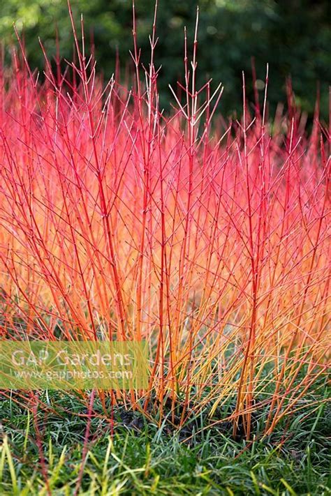 Cornus Sanguinea Anny S Winter Orange Plant Photography Backyard