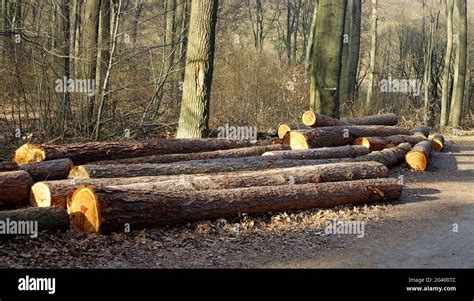 Log Trunks Pile The Logging Timber Forest Wood Industry Wood Trunks