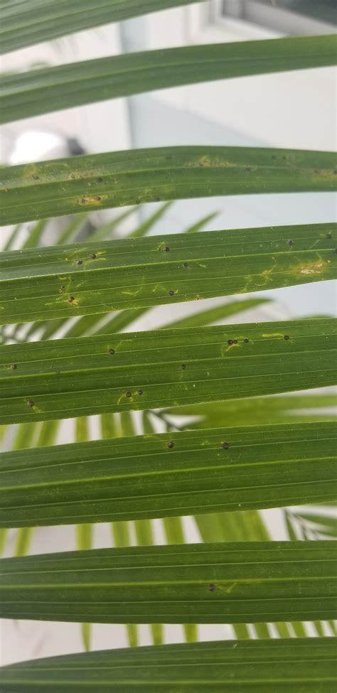 Can Anyone Tell Me If This Is A Disease Or Pest On My Majesty Palm R