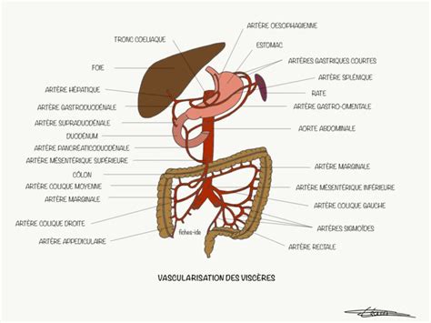 Vascularisation Des Visc Res Fiches Ide Anatomie Corps Humain