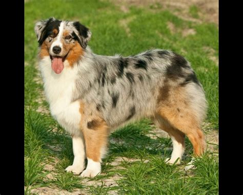 australische herder complete gids voor verzorging training