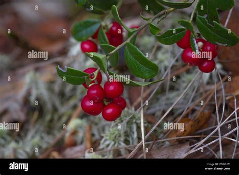 Red Berries Of Cranberries In Late Summer At The Sumy Region In Ukraine