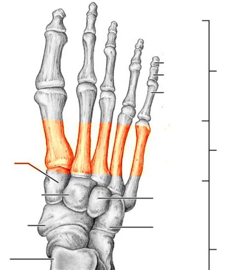 Foot Bones Flashcards Memorang