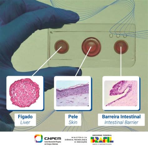 Os avanços do CNPEM no cultivo de mini órgãos modelos para testagem