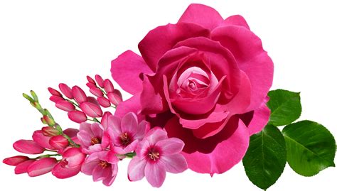 Flores Rosas Rosa Ixia Foto Gratuita No Pixabay