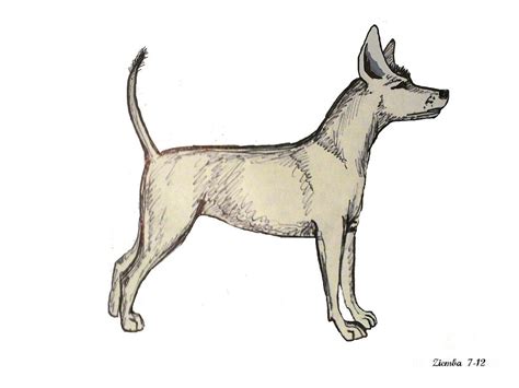 Xoloitzcuintle Drawing by Lori Ziemba - Pixels