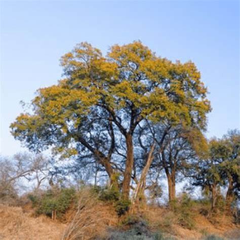 The Jackalberry Tree | Kruger National Park Safaris - Safaria