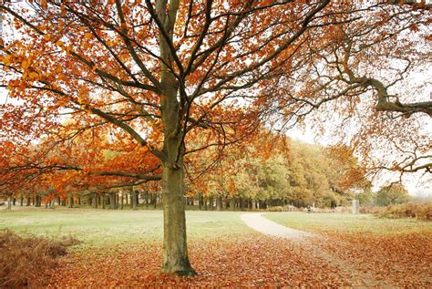 Londres en novembre météo affluence et activités à faire