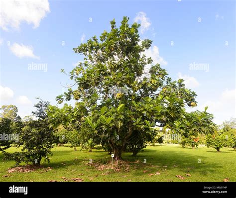 Breadfruit Tree Hi Res Stock Photography And Images Alamy