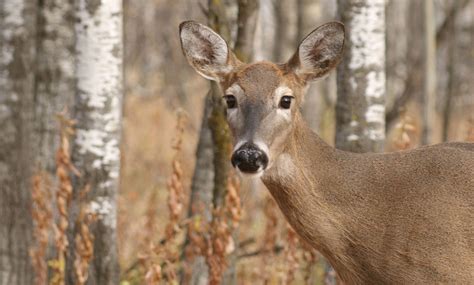 75 Interesting Deer Facts