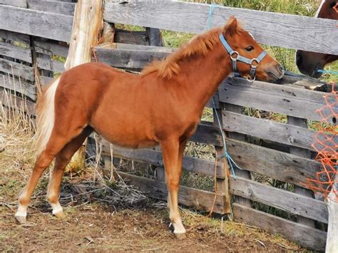 Cheval miniature poulain Cheval à vendre Alfred ontario canada