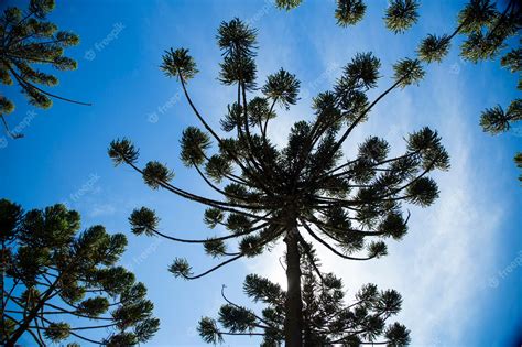 Premium Photo Closeup Of Upper Part Of Araucaria Angustifolia