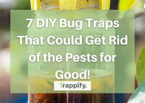 7 Diy Bug Traps That Could Get Rid Of The Pests For Good