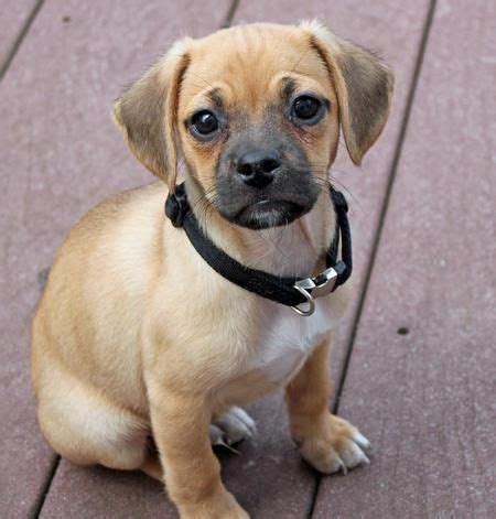 Chihuahua Pug Beagle Mix - Pets Lovers