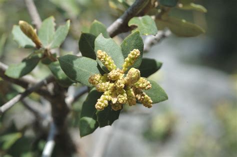 Quercus Coccifera Kermes Oak