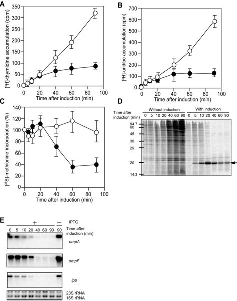 Effect Of Topai On Dna Rna And Protein Synthesis Effect Of Topai On