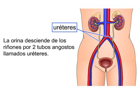 Top Trending Mapa Conceptual Del Sistema Excretor Campor Images