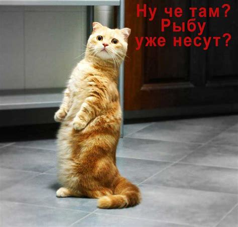 Поведение и повадки шотландских кошек и котов