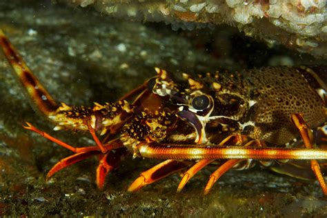 Palinurus Elephas Museu Virtual Biodiversidade