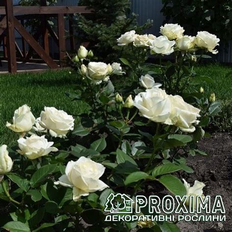 Чайно-гібридна троянда Боїнг купити за низькою ціною Київ hybrid tea ...
