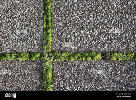 Square Paving Slabs Overgrown With Green Grass Background For Urban