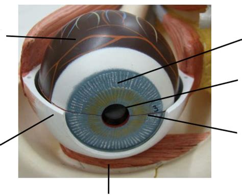 Inner Layer Eye Special Senses Lab Diagram Quizlet