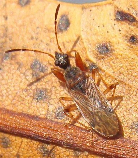 Dirt Colored Seed Bug Heraeus Plebejus Bugguidenet