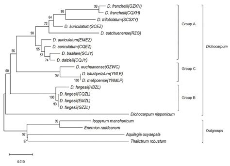 Phylogenetic Tree Maximum Parsimony For 11 Species From The Genus