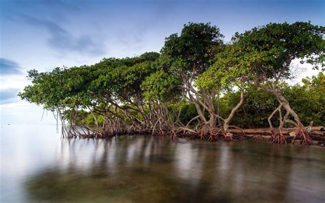 Most Common Places To Find Mangrove Trees Tree Journey, 44% OFF