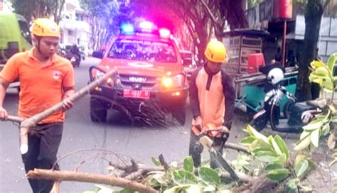 NUSABALI Akar Lapuk Pohon Tumbang Di Negara