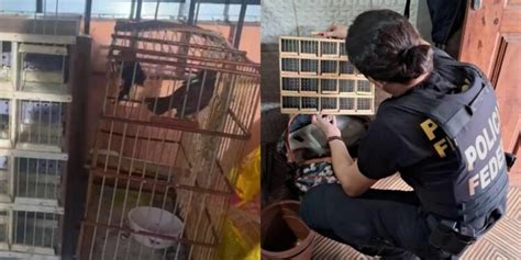 Opera O Artemis Pf Prende Casal Por Rcio Ilegal De Animais