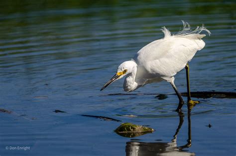 Egrets: big white birds and little white lies