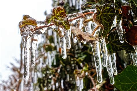 Icicles On Trees