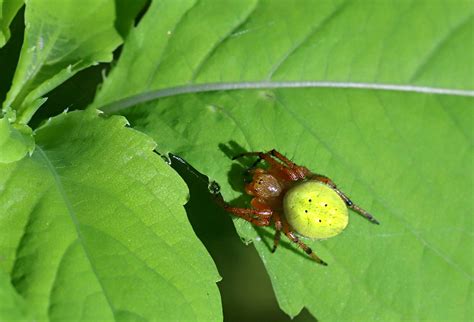 Araniella Cucurbitina Rimvydas Kinduris Flickr