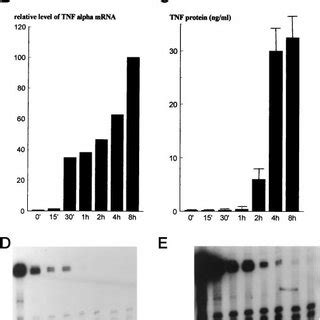 Induction Of Tnf Mrna By Lps Is Completely Inhibited By Actinomycin D