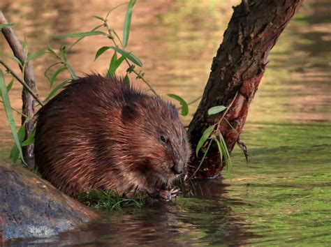 Mammals Of North Carolina