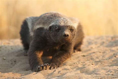 Ratel, honey badger – the bravest animal in the world | DinoAnimals.com