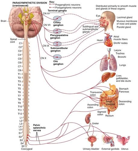 Chapter 14 Autonomic Nervous System Flashcards Quizlet