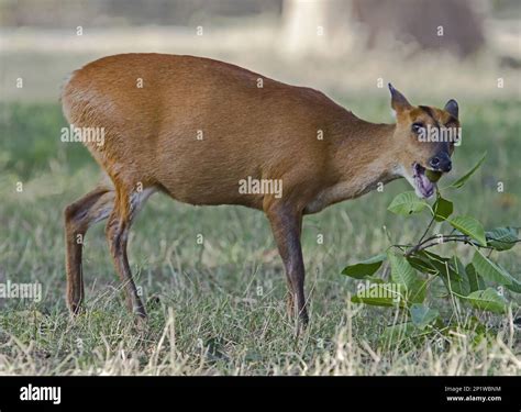 Muntiacus Muntjac Indian Muntjac Indian Muntjacs Muntiacus Muntjak