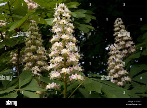 Horse chestnut tree flowers Stock Photo - Alamy