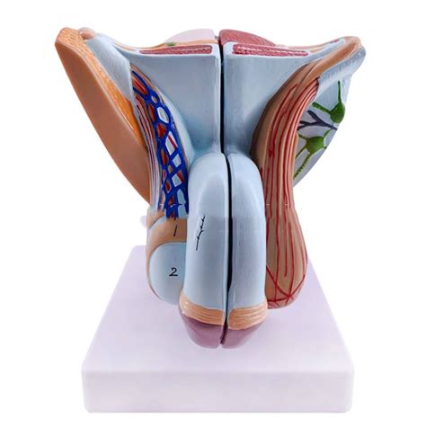 Buy Male Genital Organ Model Anatomy Of Male Reproductive System Male