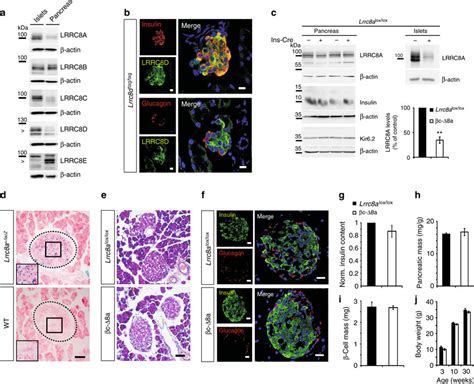 LRRC8 Proteins In The Pancreas And Normal Islet Morphology Upon