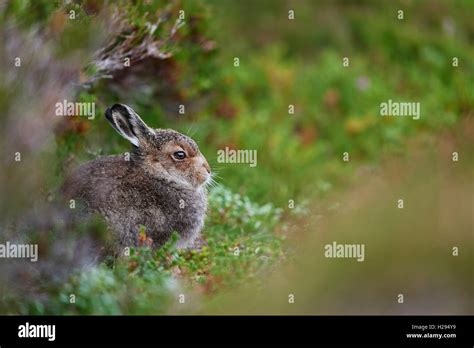 Arctic hare baby hi-res stock photography and images - Alamy